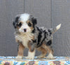 Mini Bernedoodle For Sale Millersburg OH Female-Judy