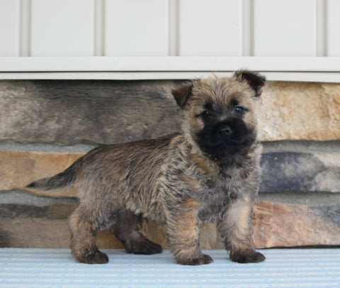 AKC Registered Cairn Terrier For Sale Millersburg OH Male-Denali