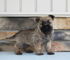AKC Registered Cairn Terrier For Sale Millersburg OH Male-Denali