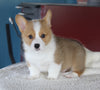 ACA Pembroke Welsh Corgi For Sale Millersburg OH Male-Grayson