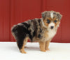 Australian Shepherd For Sale Holmesville OH Female-Anastasia