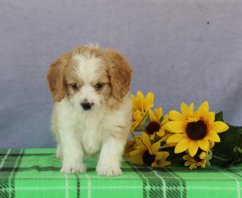 Cavapoo For Sale Sugarcreek OH Male-Teddy