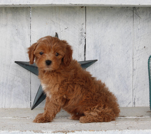 Cavapoo For Sale Millersburg OH Male-Tucker
