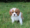 AKC Registered Cavalier KCS For Sale Millersburg OH Female-Lily