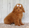 Cockapoo For Sale Sugarcreek OH Female-April