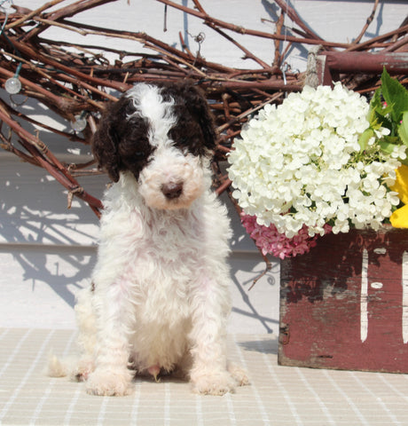 AKC Standard Poodle For Sale Sugarcreek OH Male-Mickey