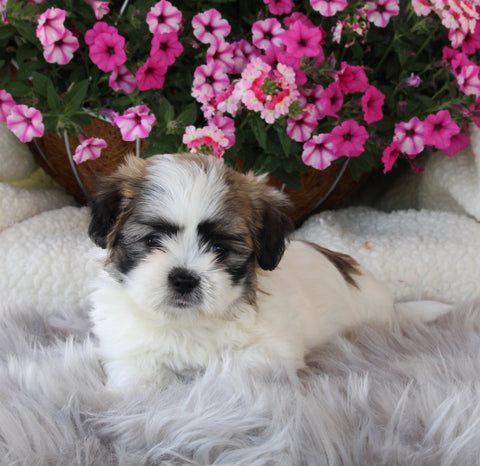 Malshi For Sale Applecreek OH Female-Sasha