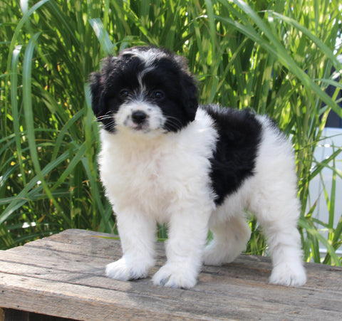 Mini Aussiedoodle For Sale Sugarcreek OH Female-Dotty