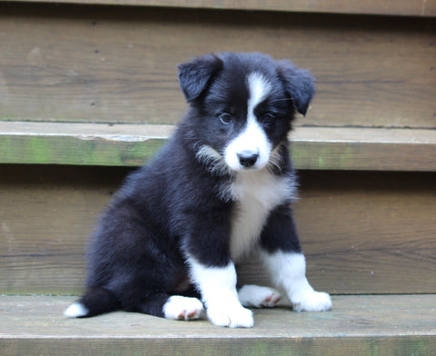 AKCA Registered Border Collie For Sale Warsaw OH Female-Sadie