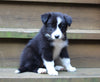 AKCA Registered Border Collie For Sale Warsaw OH Female-Sadie