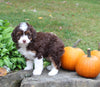Mini Aussiedoodle For Sale Sugarcreek OH Female-Princess