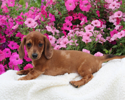 ACA Registered Dachshund For Sale Fredericksburg OH Male-Sparky