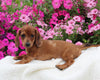 ACA Registered Dachshund For Sale Fredericksburg OH Male-Sparky
