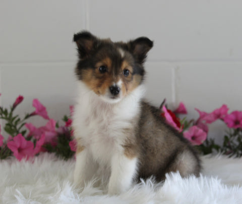 ACA Shetland Sheepdog For Sale Baltic OH Female-Olive