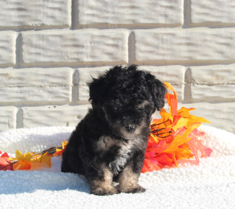 Maltipoo For Sale Holmesville OH Female-Mia
