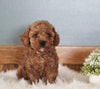 AKC Registered Mini Poodle For Sale Millersburg OH Female-Molly