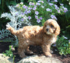 Cavapoo For Sale Millersburg OH Female-Bella