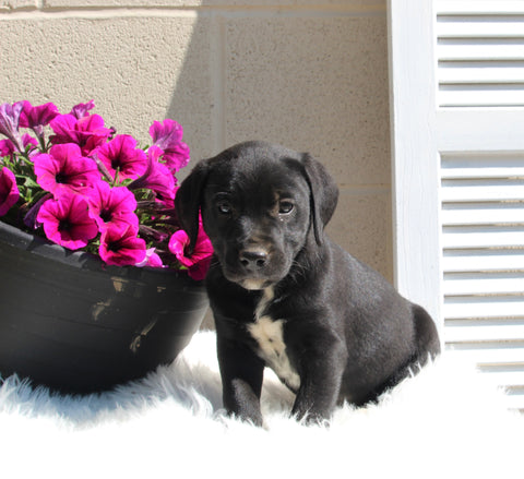 Dalmatian/English Cream Mix For Sale Holmesville OH Male-Justin