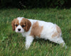 AKC Registered Cavalier KCS For Sale Millersburg OH Female-Lily