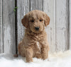 Goldendoodle For Sale Millersburg OH Male-Marley