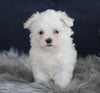 ACA Registered Maltese For Sale Applecreek OH Female-Princess