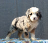 Mini Bernedoodle For Sale Millersburg OH Female-Judy