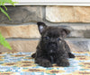 AKC Cairn Terrier For Sale Millersburg OH Female-Katrina