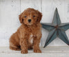Cavapoo For Sale Millersburg OH Male-Tucker