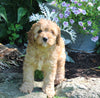 Cavapoo For Sale Millersburg OH Male-Buster