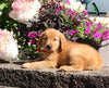 AKC Registered Golden Retriever For Sale Holmesville OH Female-Molly