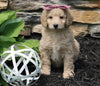 Mini Goldendoodle For Sale Sugarcreek OH Female-Summer