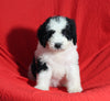 Mini Bernedoodle For Sale Sugarcreek OH Female-Emma