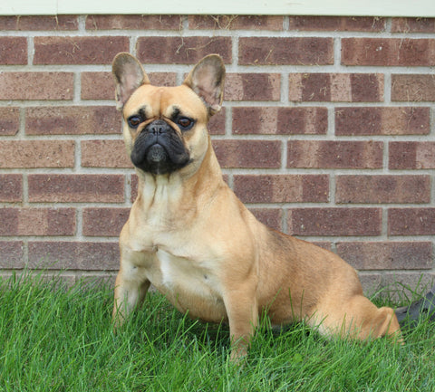 AKC French Bulldog For Sale Wooster OH Female-Willow
