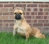 AKC French Bulldog For Sale Wooster OH Female-Willow