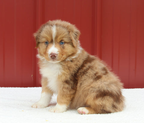 Australian Shepherd For Sale Holmesville OH Male-Allan