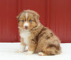 Australian Shepherd For Sale Holmesville OH Male-Allan