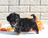 Maltipoo For Sale Holmesville OH Female-Mia