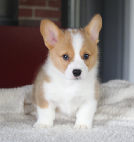 ACA Pembroke Welsh Corgi For Sale Millersburg OH Male-Grayson