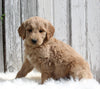 Goldendoodle For Sale Millersburg OH Male-Marley