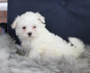 ACA Registered Maltese For Sale Applecreek OH Female-Princess