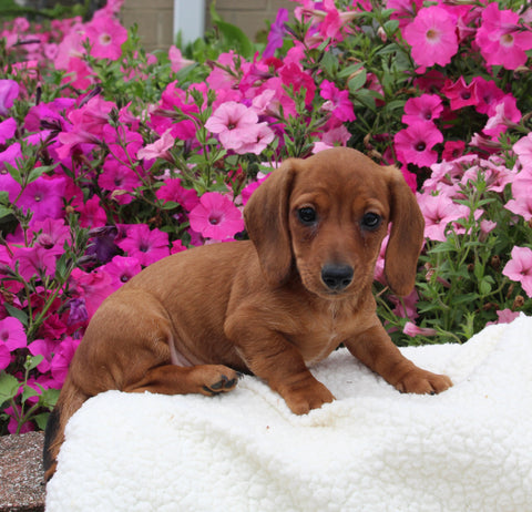 ACA Registered Dachshund For Sale Fredericksburg OH Male-Timmy