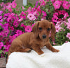 ACA Registered Dachshund For Sale Fredericksburg OH Male-Timmy