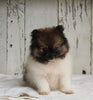 ACA Registered Pomeranian For Sale Millersburg OH Female-Princess