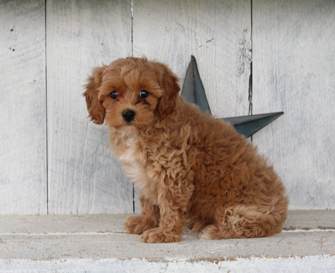 Cavapoo For Sale Millersburg OH Female-Tammy