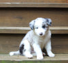 ABCA Registered Border Collie For Sale Warsaw OH Male-Ace
