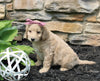 Mini Goldendoodle For Sale Sugarcreek OH Female-Summer