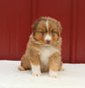 Australian Shepherd For Sale Holmesville OH Male-Allan