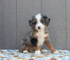 Mini Bernedoodle For Sale Millersburg OH Male-Nolan