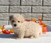 Maltipoo For Sale Holmesville OH Male-Marco