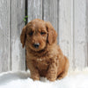 Goldendoodle For Sale Millersburg OH Male-Oliver